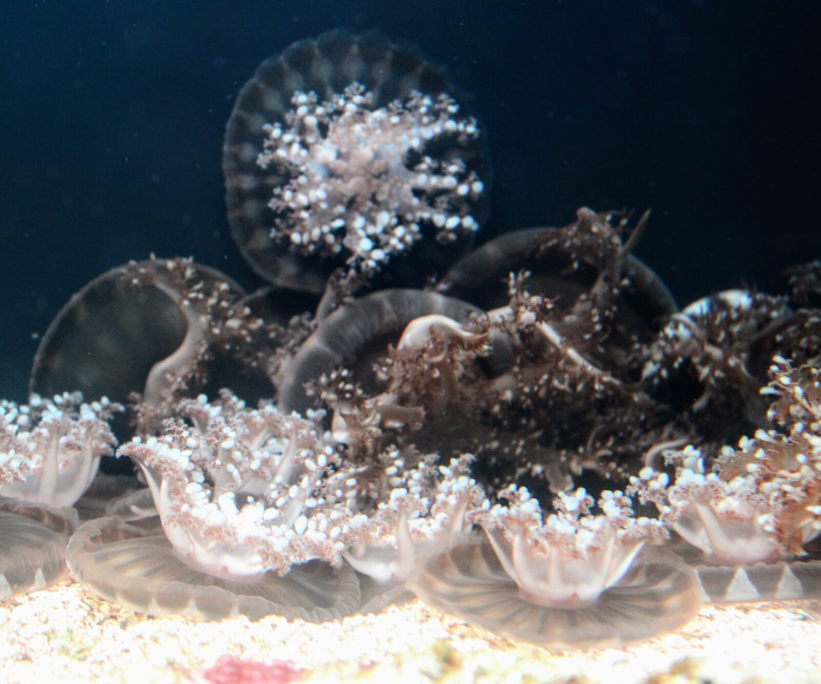 Upside-Down Jellies