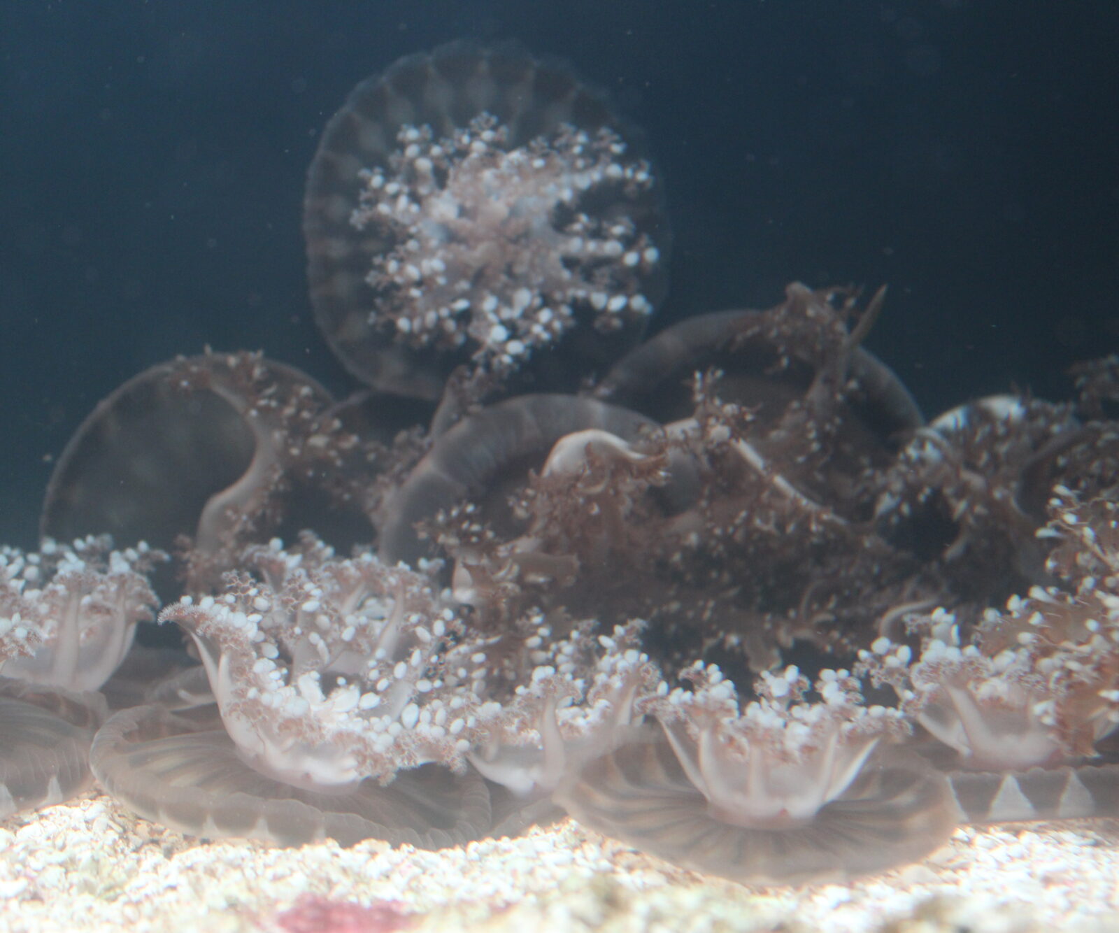 Upside-Down Jellies