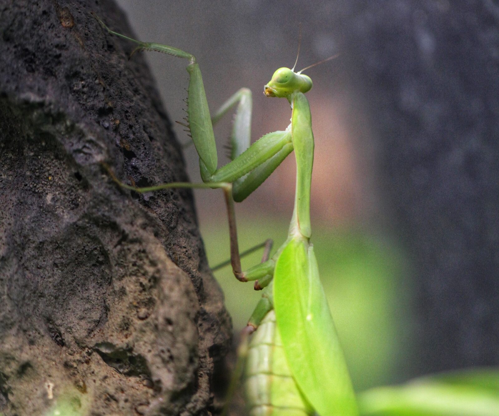 Sri Lankan Mantis