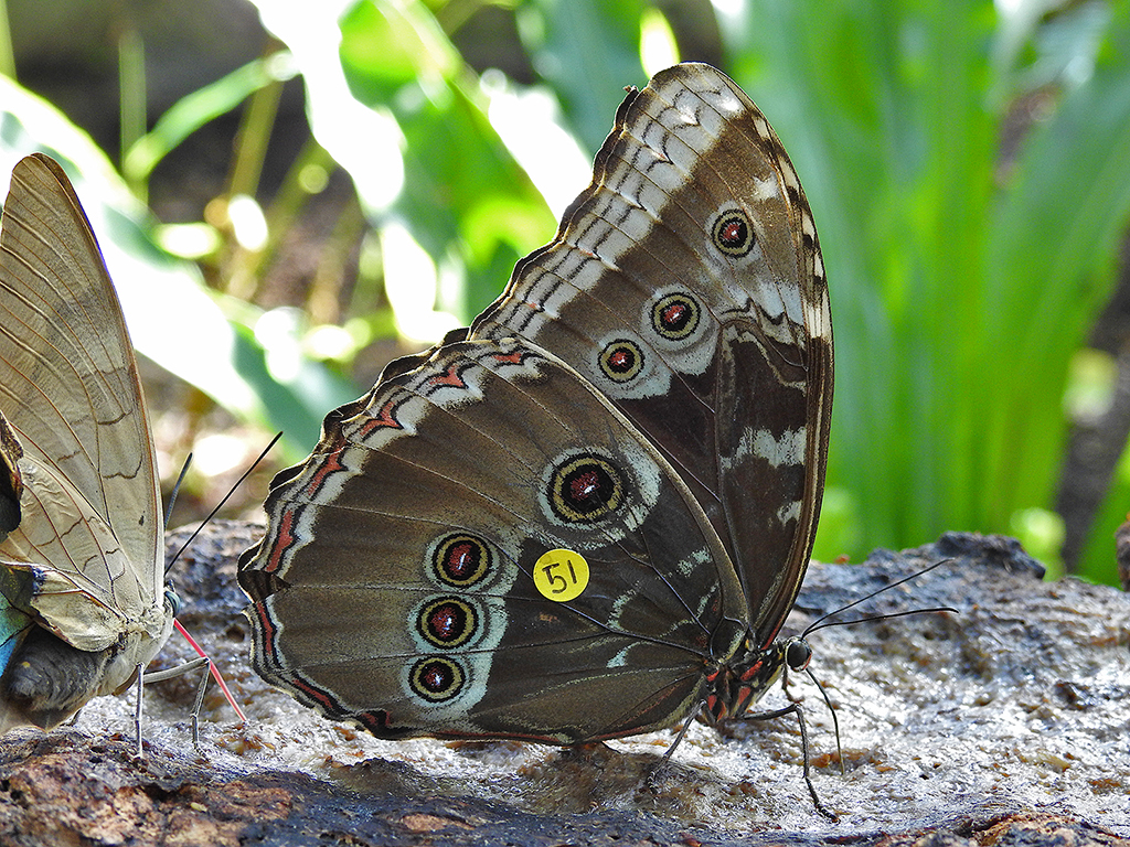 Butterfly Conservatory Longevity Study