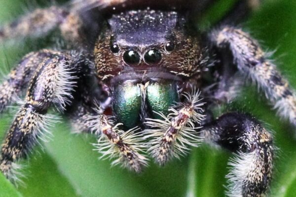 General Arachnology Course with Dr. Paula Cushing