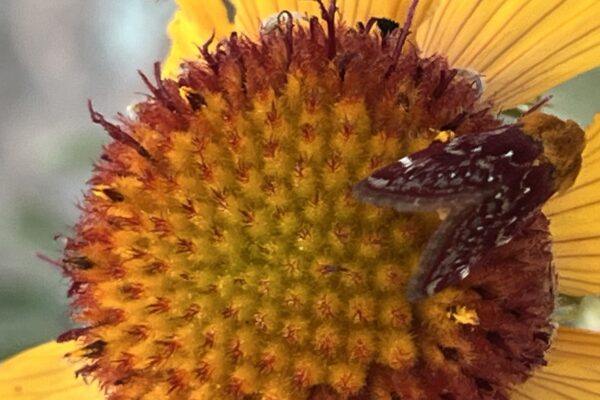 Celebrate Moth Week