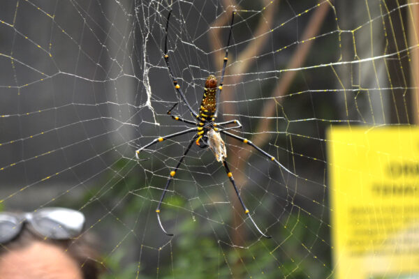 Toxic Terrors After Dark: An Exclusive Tour with Entomologist Cori Brant