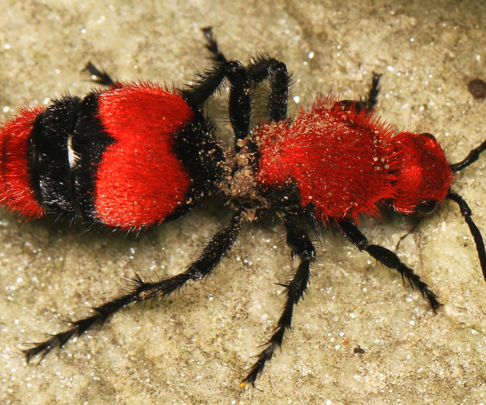 Velvet Ant