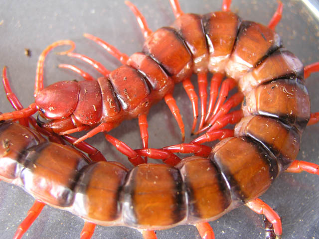 Vietnamese Centipede