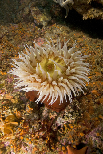 Fish Eating Anemone – Coming Soon