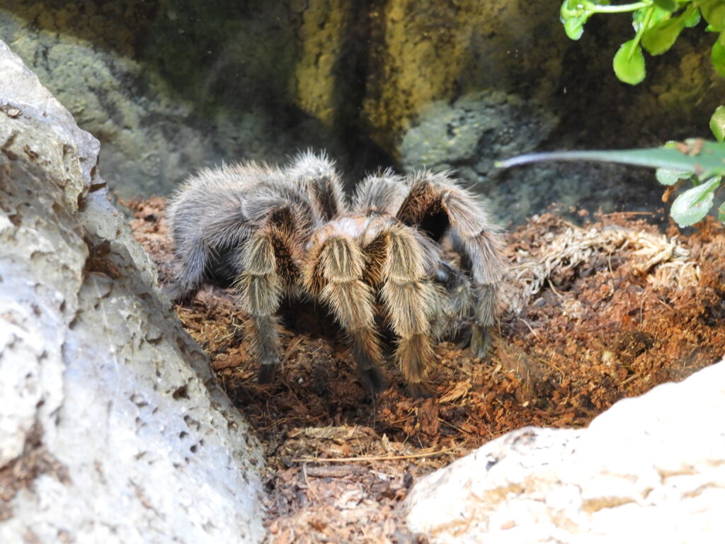 Rosie the Tarantula