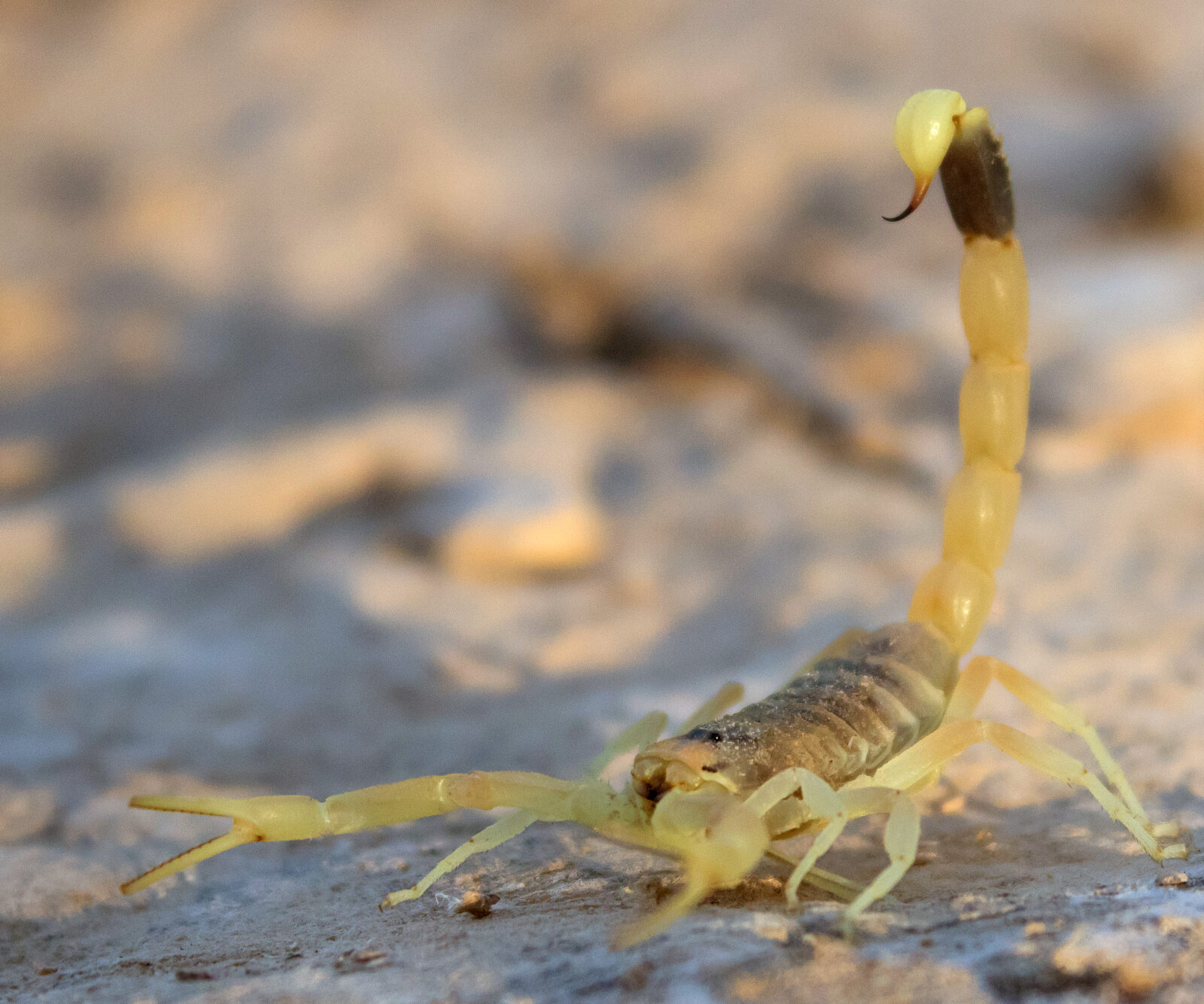 Death Stalker Scorpion