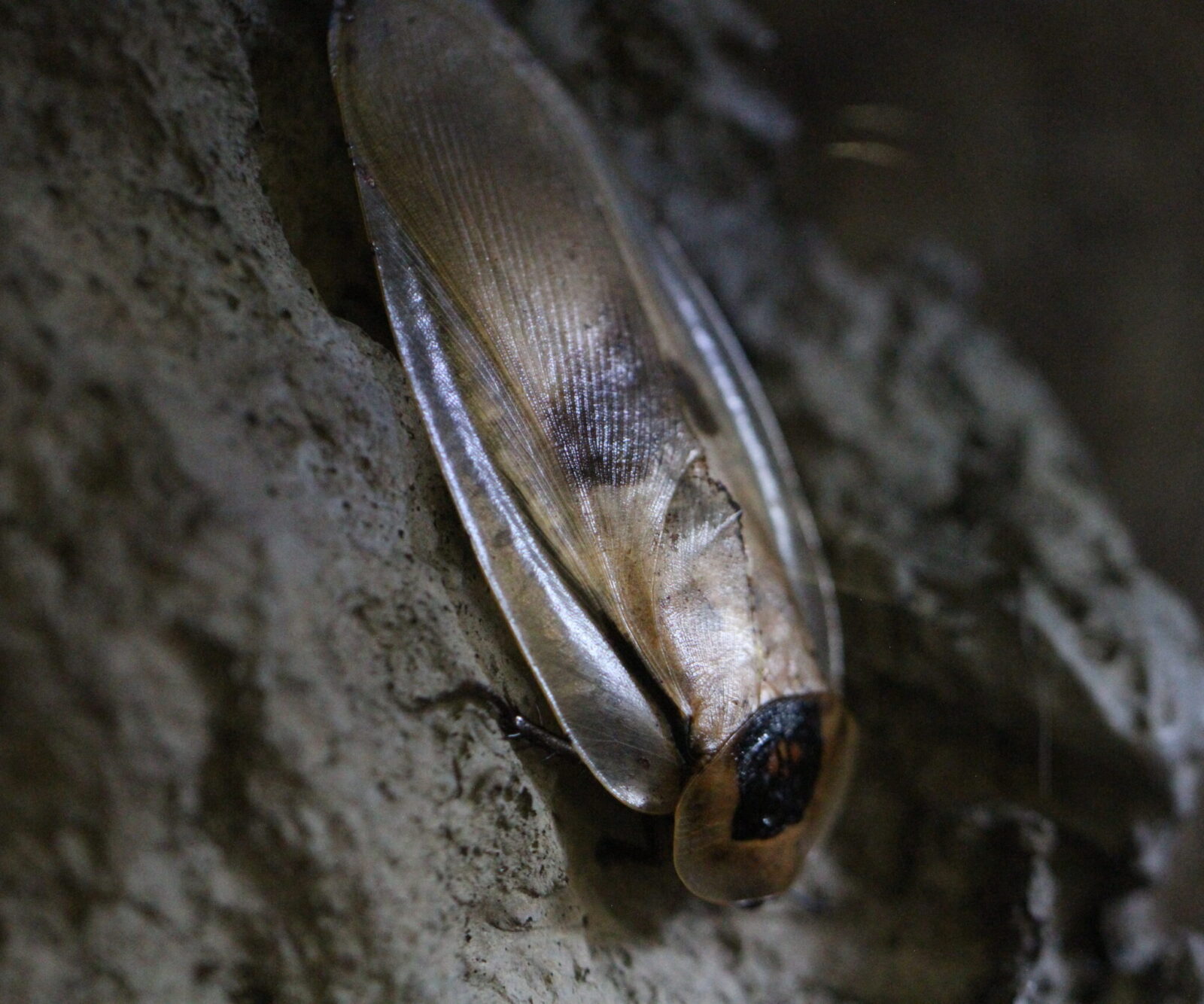 Cave Cockroaches
