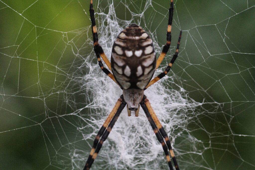 Spider Takeover Camp