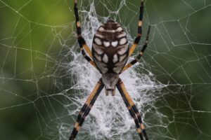 Spider Takeover Camp
