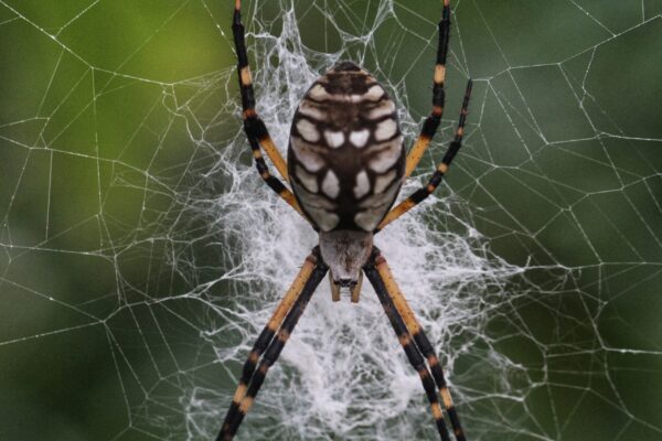 Fall Camps Spider Takeover
