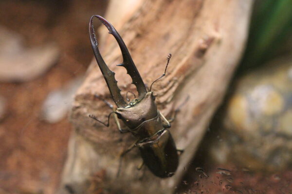 Record Breaking Bugs: Giants of the Buggy World Day Camp