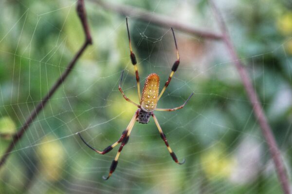 Spider Zone