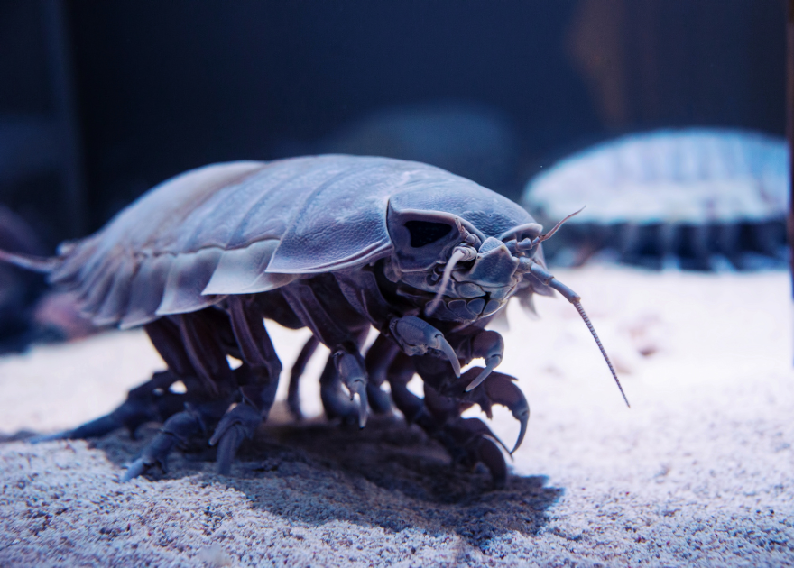 Deep Sea Isopod – Coming Soon