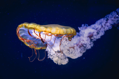 Pacific Sea Nettle
