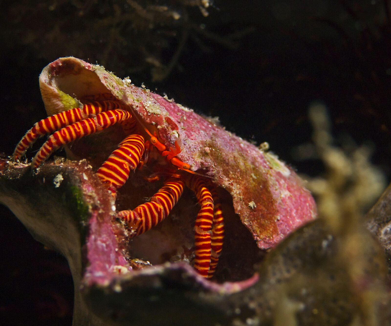 Halloween Hermit Crab