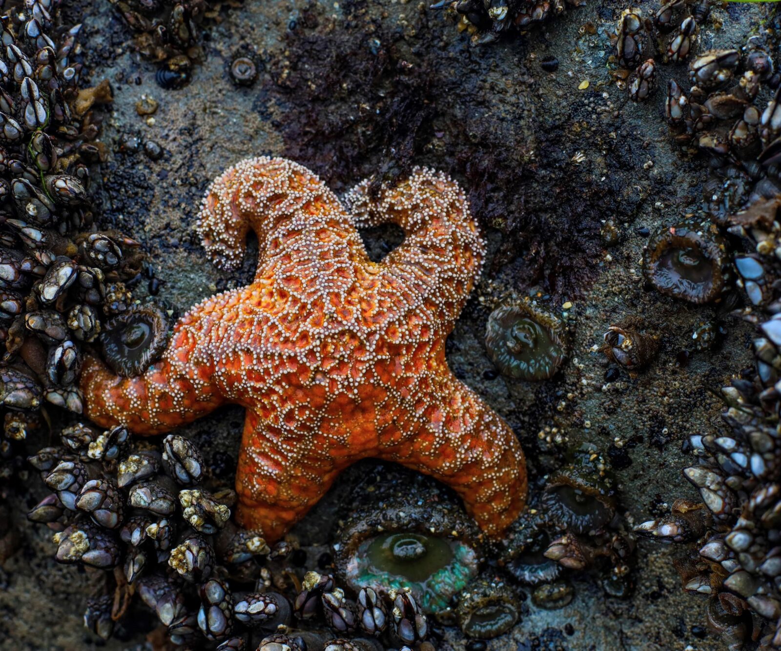 Ochre Sea Star – Coming Soon