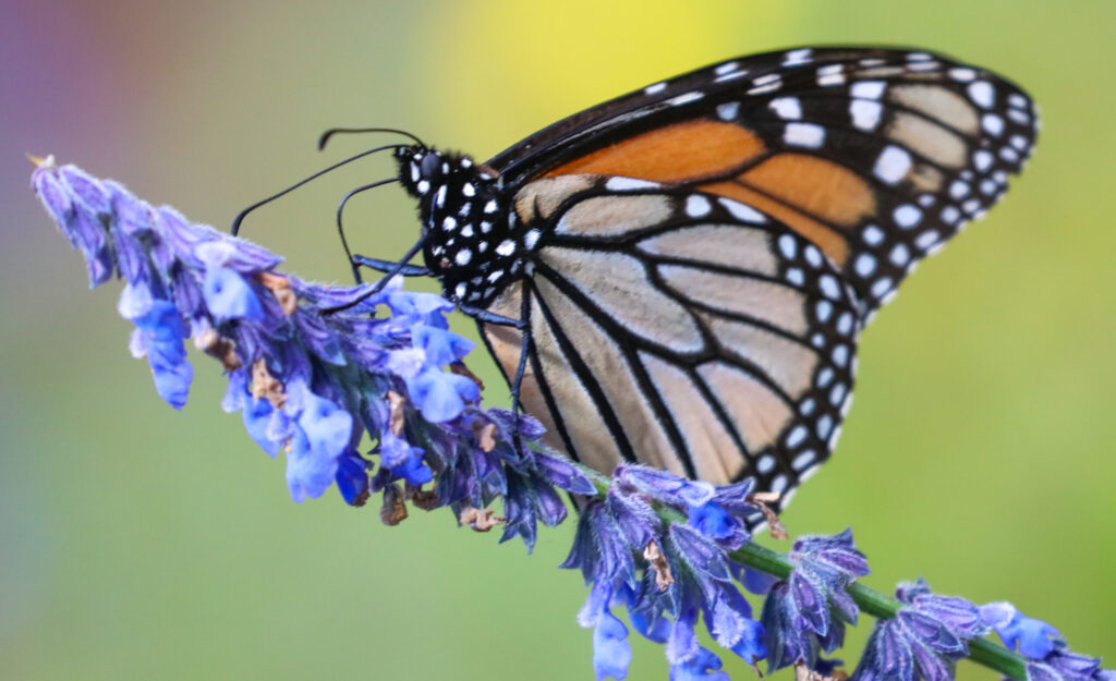 Monarch Butterfly Overwintering in Mexico