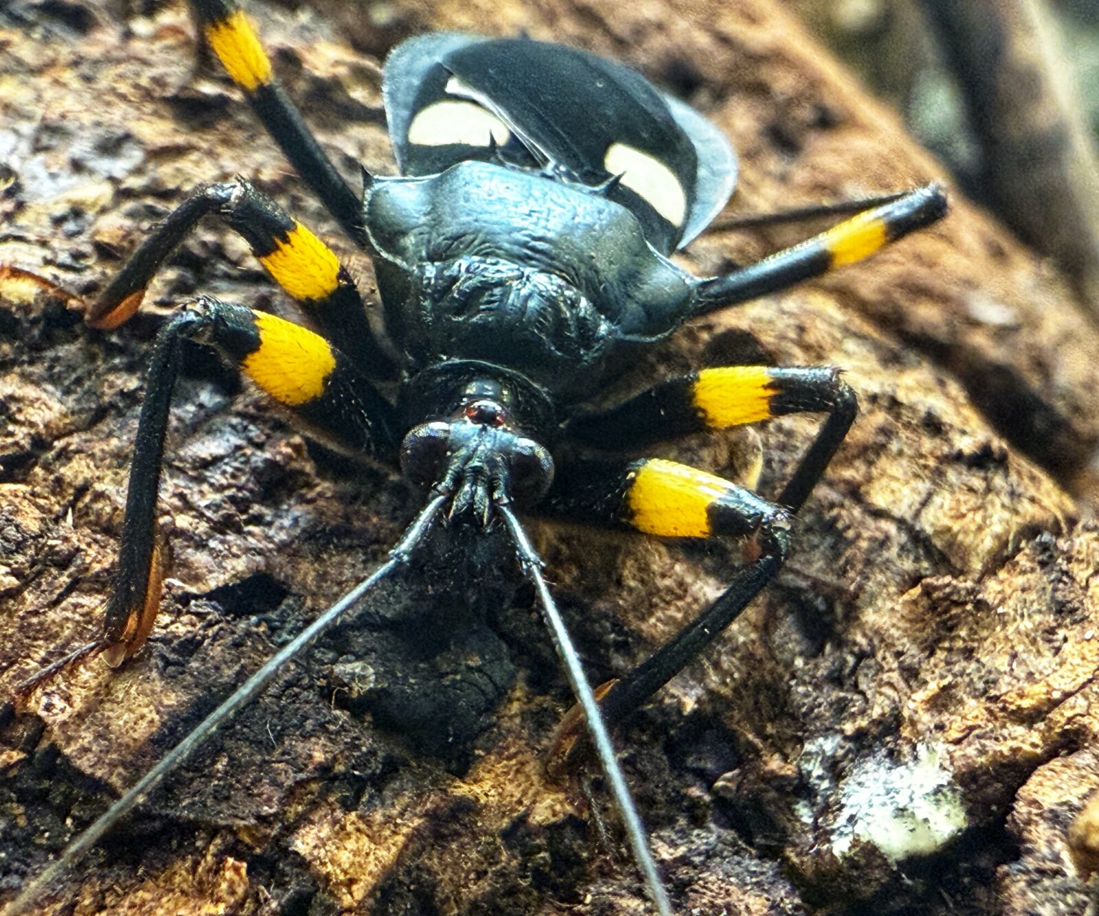 Assassin Bugs