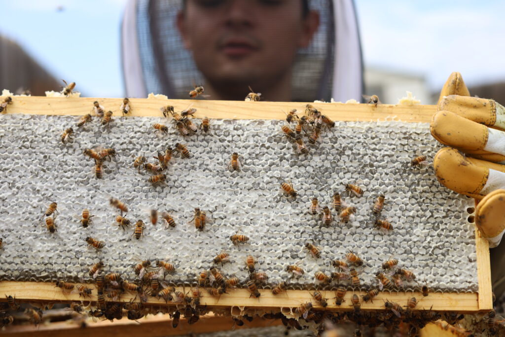 2026 Honey Extraction at Butterfly Pavilion's Apiary.