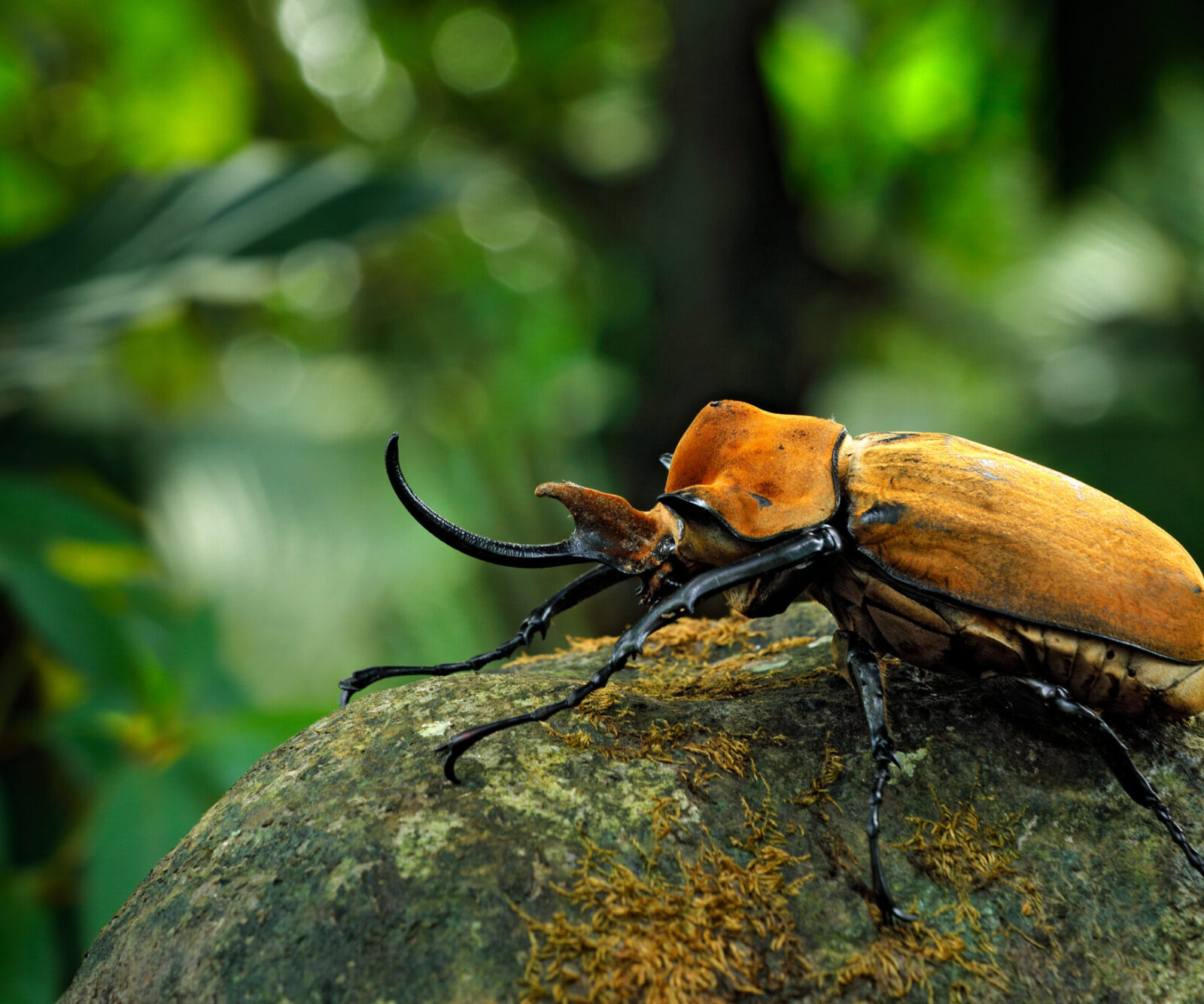 Elephant Beetle