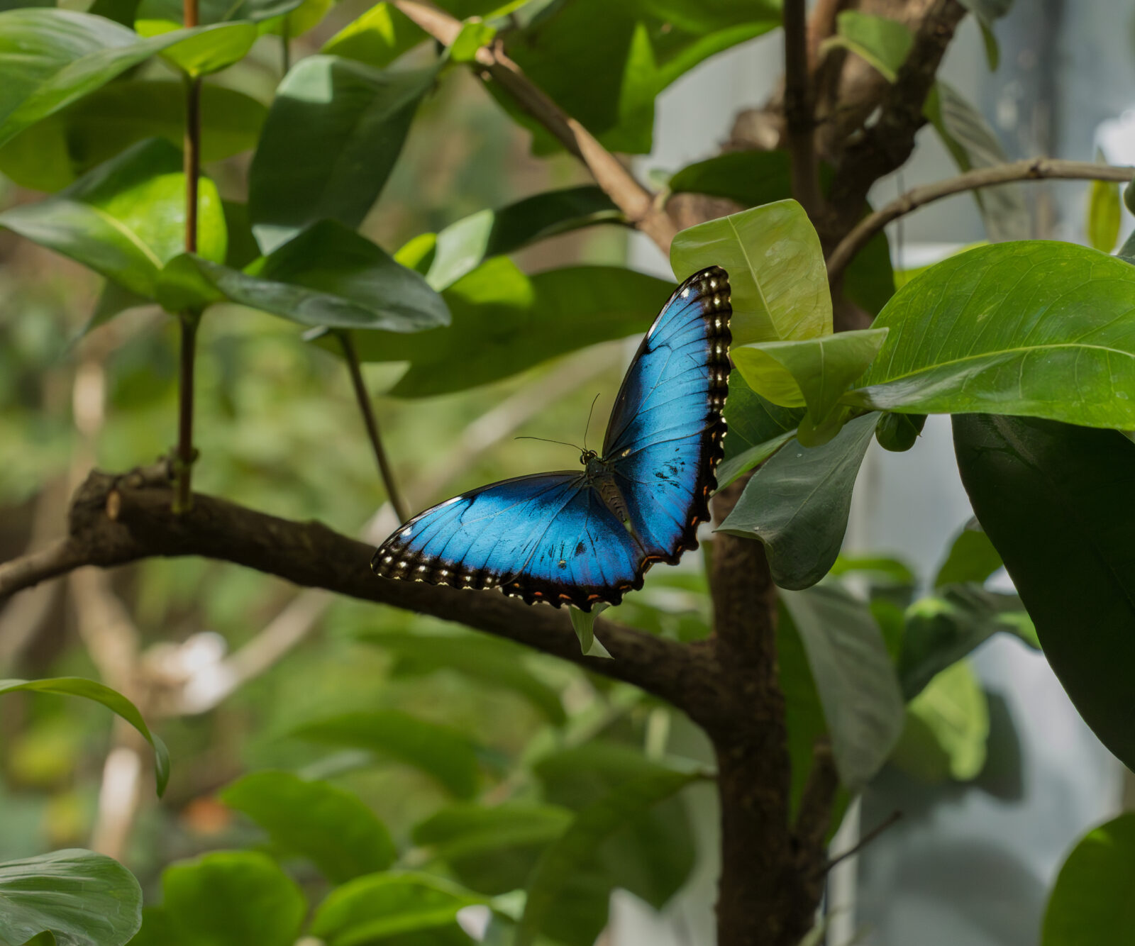 Blue Morpho