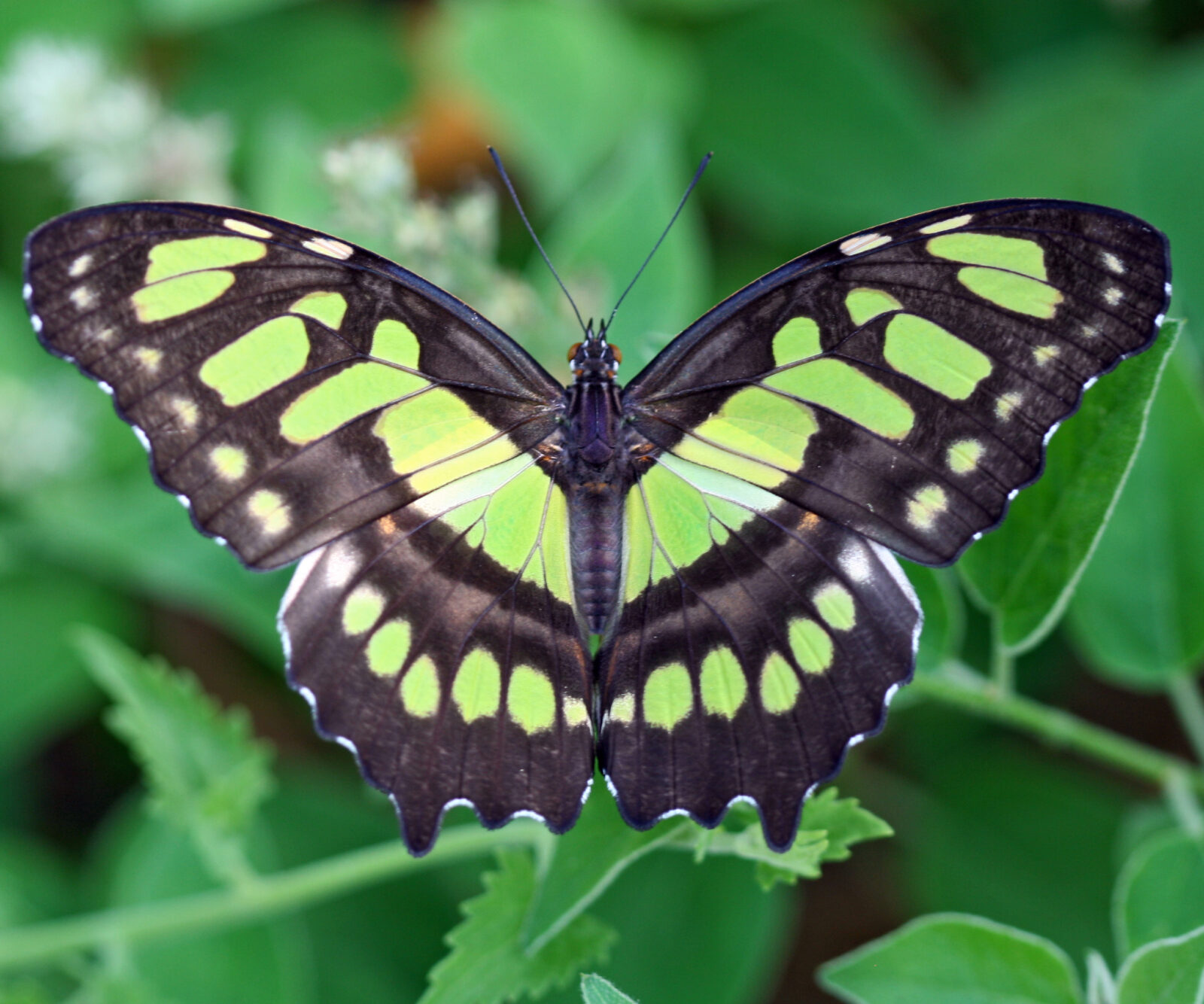 Malachite Butterfly