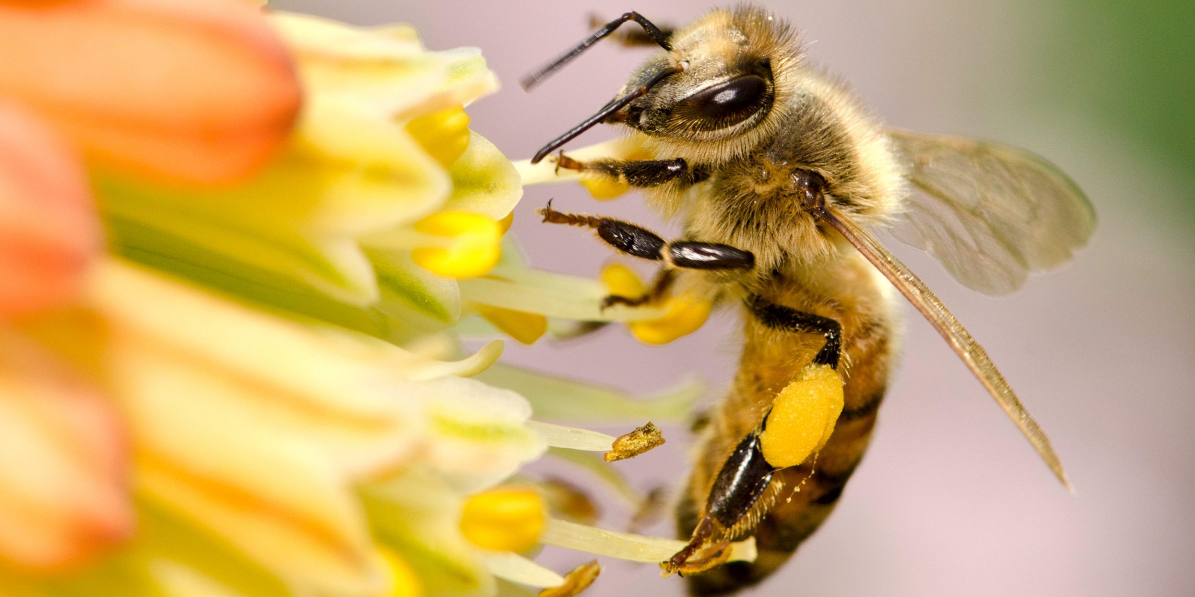 A Macro Shot of a Honey Bee Flying towards yellow flowers