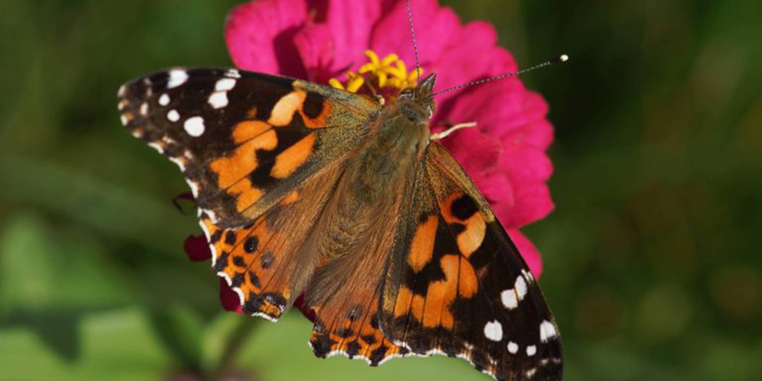 Orange Butterfly on a Pink Flower