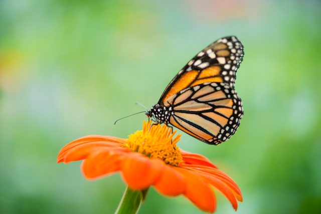 Listing Monarch Butterflies Under the… • Monarch Joint Venture