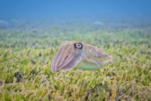 Invertebrate Cuttlefish