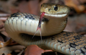 Vertebrate Snake