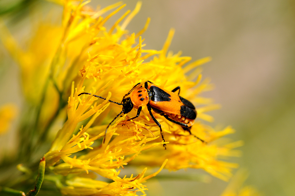 Soldier Beetle yellow flower