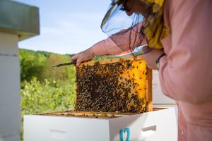 Beekeeper looking at a slat of honeycomb
