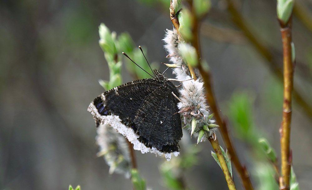 Mourning Cloak willow