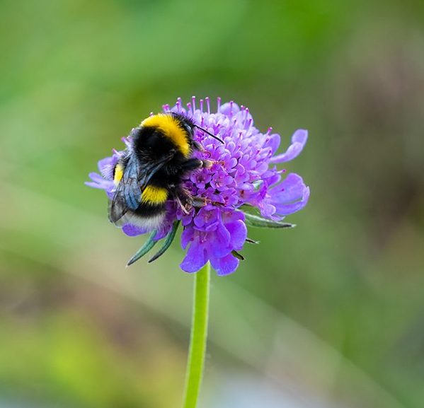 Bumblebee on a alpine purple flower