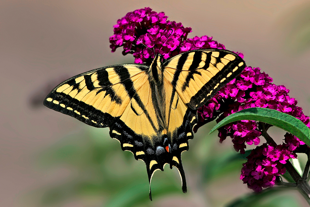 Tiger Swallowtail Butterfly on butterfly bush
