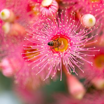 Honey bee pink flower