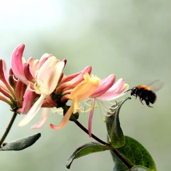 Pink flower with bumblebee