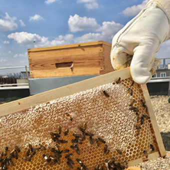 Rooftop hive