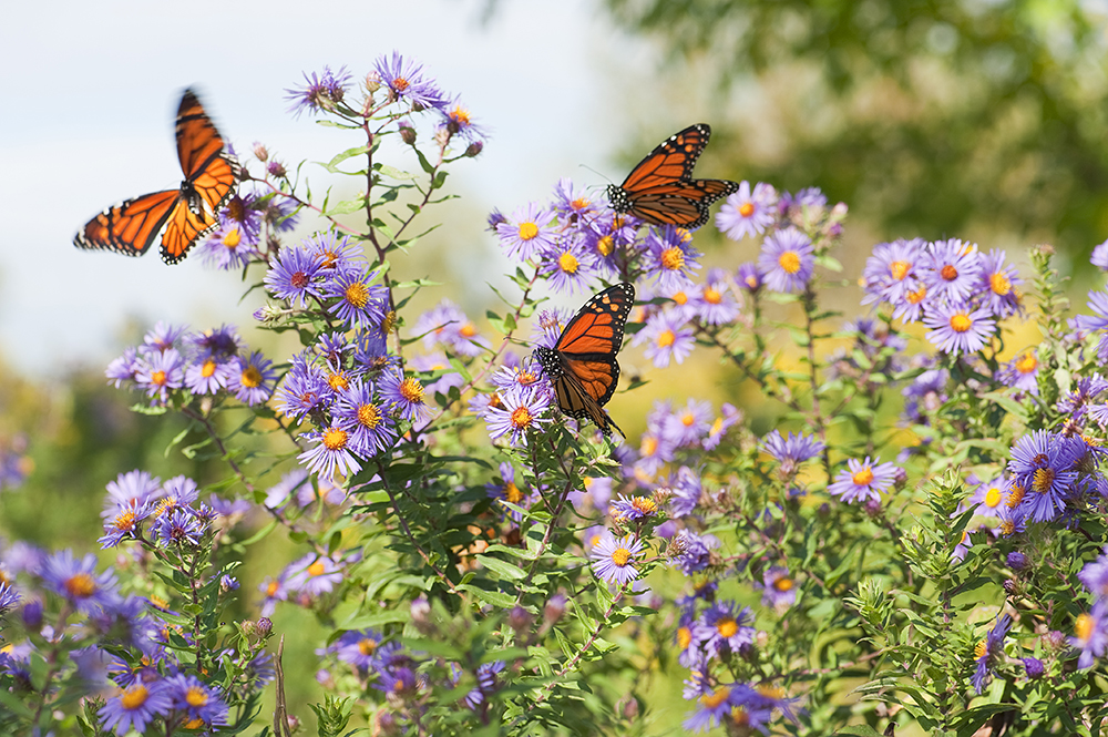 Monarch butterflies in purple meadow