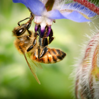 Purple flower and honey bee