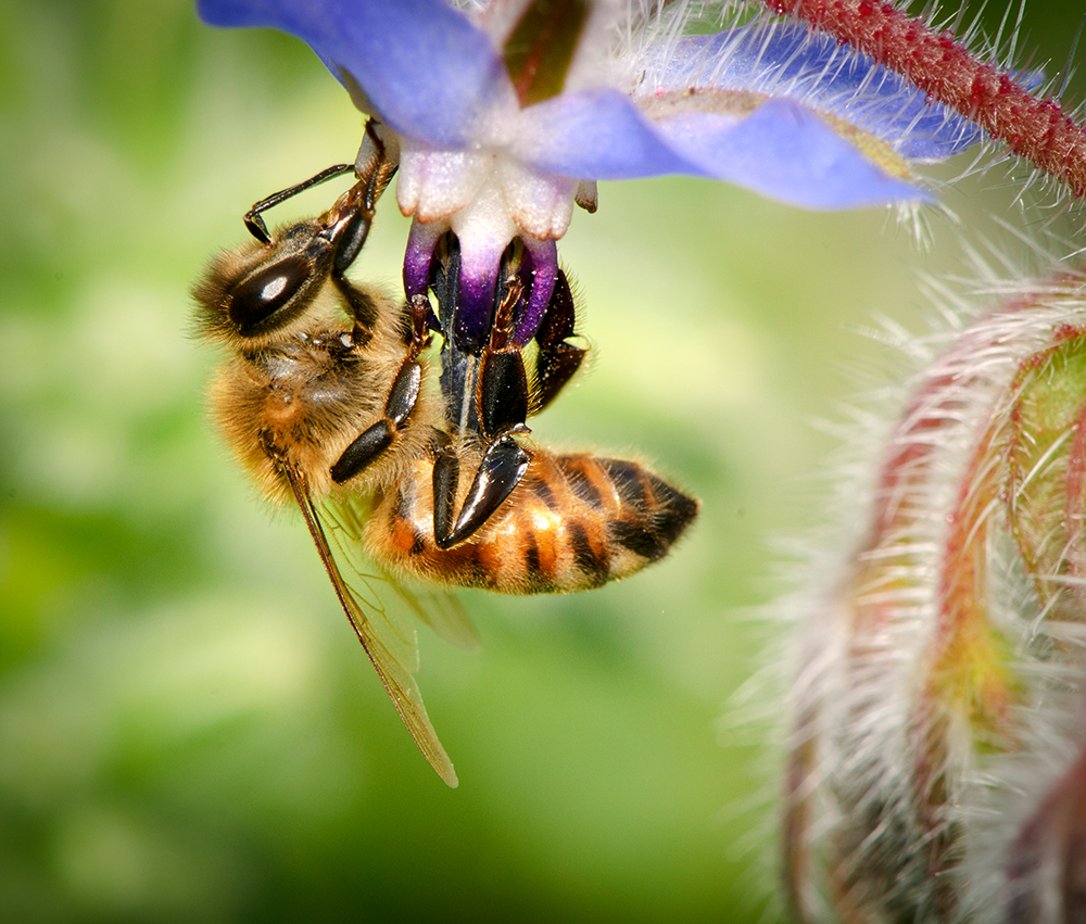 Purple flower and honey bee