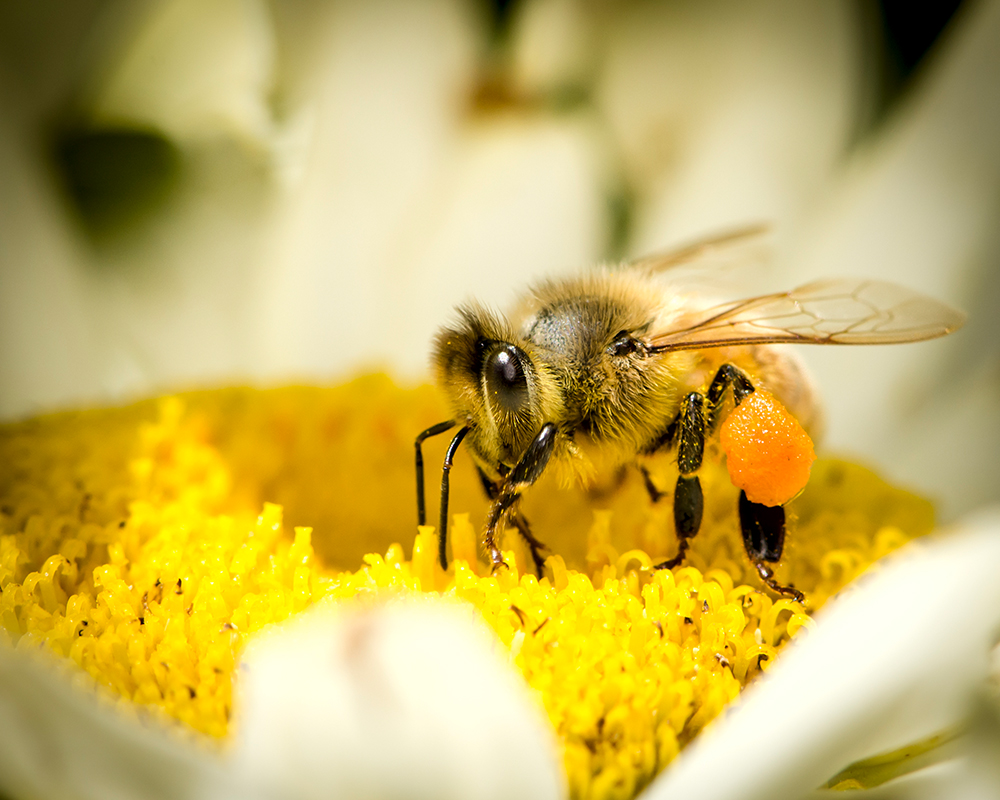 Honey bee in flower
