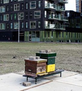 Beehive in urban environment