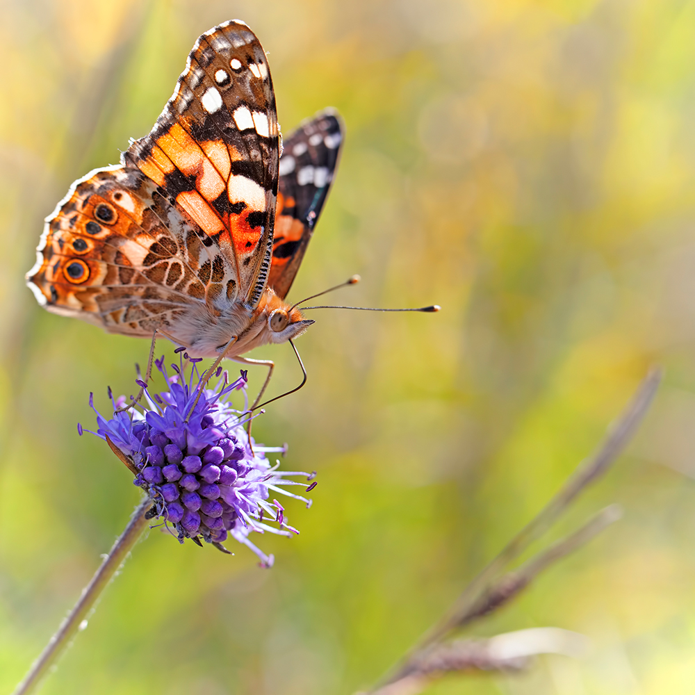 Painted Lady butterfly on a knapweed