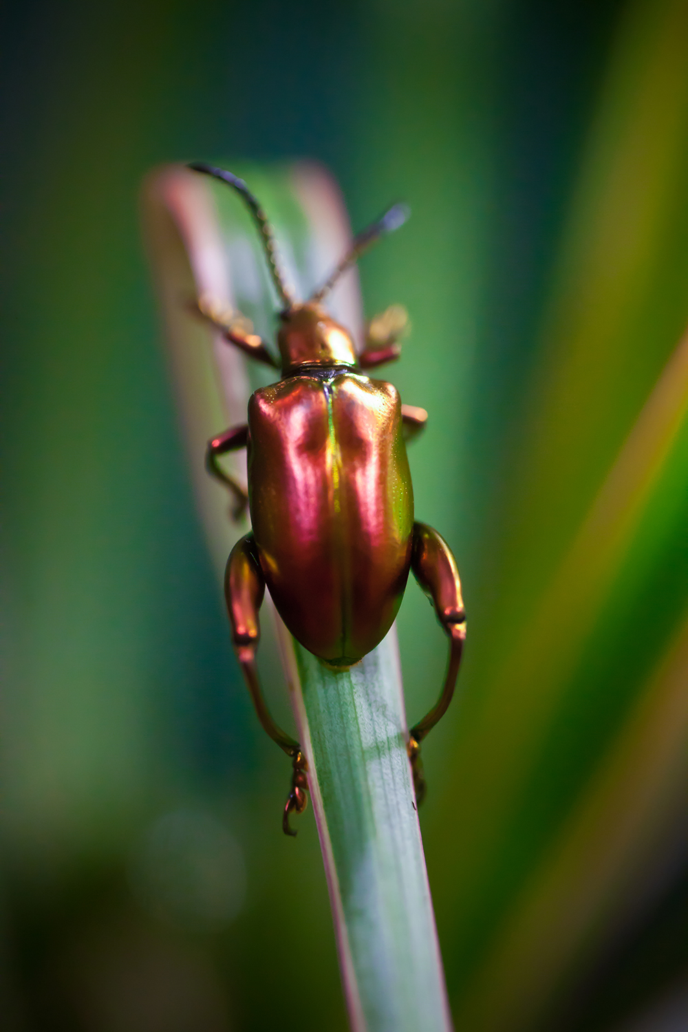 Shiny Leaf Beetle