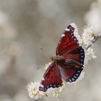 Mourning Cloak