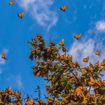 Monarchs flying near pine tree